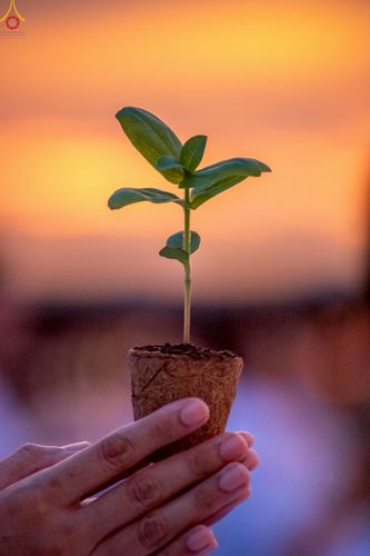 ภาพ No.253013:วันที่ 10 ตุลาคม พ.ศ. 2568 พิธีปลูกต้นทรัพย์บานชื่น ณ ลานธรรม วัดพระธรรมกาย