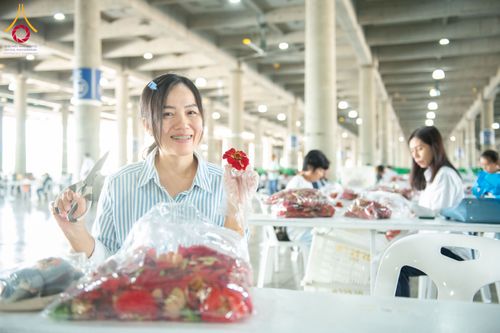 ภาพ No.279459:วันที่ 19-26 ธันวาคม พ.ศ. 2568 และ วันที่ 1 มกราคม พ.ศ.2569 รับบุญปลิดกลีบดอกไม้ เพื่อโปรยต้อนรับพระธรรมยาตรา