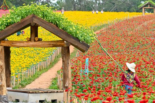 ภาพ No.188340:บรรยากาศ ทุ่งสวรรค์หรรษาพนาวัฒน์ ณ สวนพนาวัฒน์ อ.ฮอด จ.เชียงใหม่ เปิดให้เข้าชมฟรี ระหว่างวันที่ 28 ธันวาคม พ.ศ. 2567 ถึง วันที่ 3 มกราคม พ.ศ. 2568 เวลา 08.00-17.00 น.