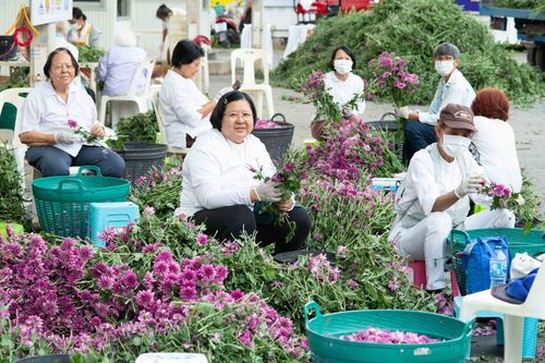 ภาพ No.279414:วันที่ 19-26 ธันวาคม พ.ศ. 2568 และ วันที่ 1 มกราคม พ.ศ.2569 รับบุญปลิดกลีบดอกไม้ เพื่อโปรยต้อนรับพระธรรมยาตรา