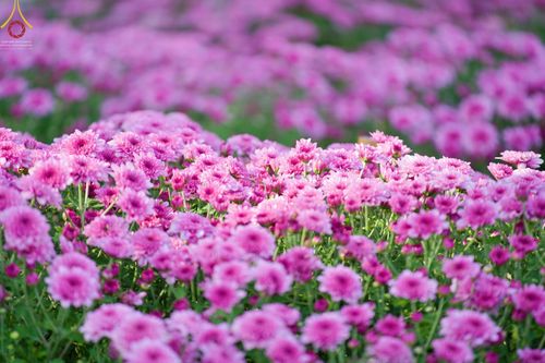 ภาพ No.66628:สาธุชนรับบุญตัดดอกทรัพย์บานชื่น ระหว่างวันที่ 9-10 ธันวาคม พ.ศ. 2565 ณ วัดพระธรรมกาย