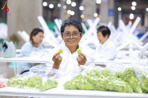 ภาพ No.303282:วันที่ 15-21 มกราคม พ.ศ.2569 ปลิดกลีบดอกเบญจทรัพย์ เพื่อโปรยต้อนรับพระธรรมยาตรา ในโครงการธรรมยาตรา กตัญญูบูชา มหาปูชนียาจารย์ พระมงคลเทพมุนี(สด จนฺทสโร) พระผู้ปราบมาร อนุสรณ์สถาน 7 แห่ง ปีที่ 14 ณ วิหารคด วัดพระธรรมกาย