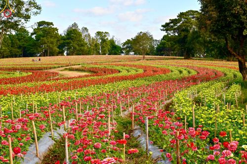 ภาพ No.104326:บรรยากาศ ทุ่งดอกทรัพย์บานชื่น ณ สวนพนาวัฒน์ อ.ฮอด จ.เชียงใหม่ ช่วงระหว่างวันที่ 20 - 25 ธันวาคม พ.ศ. 2566