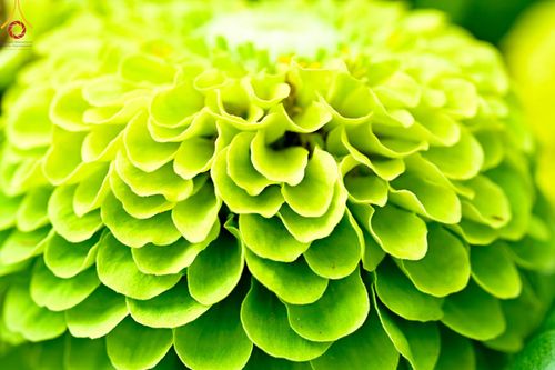 ภาพ No.188310:บรรยากาศ ทุ่งสวรรค์หรรษาพนาวัฒน์ ณ สวนพนาวัฒน์ อ.ฮอด จ.เชียงใหม่ เปิดให้เข้าชมฟรี ระหว่างวันที่ 28 ธันวาคม พ.ศ. 2567 ถึง วันที่ 3 มกราคม พ.ศ. 2568 เวลา 08.00-17.00 น.