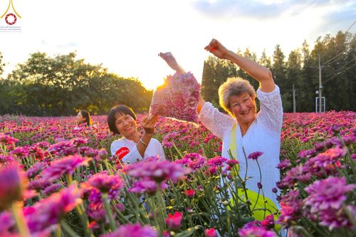 ภาพ No.102914:สาธุชนร่วมรับบุญเก็บดอกเบญจทรัพย์ ในวันที่ 19 ธันวาคม พ.ศ. 2566 (วันแรก) ณ บริเวณวัดพระธรรมกาย จ.ปทุมธานี