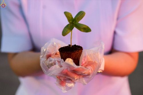 ภาพ No.253006:วันที่ 10 ตุลาคม พ.ศ. 2568 พิธีปลูกต้นทรัพย์บานชื่น ณ ลานธรรม วัดพระธรรมกาย