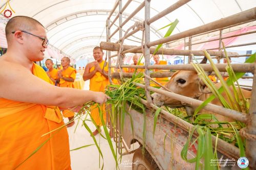 ภาพ No.161173:พิธีถวายมหาสังฆทาน 31 วัด , พิธีบุพเปตพลี , พิธีไถ่ชีวิตโค และ ปล่อยพันธ์ุปลาจำนวน 50,000 ชีวิต ณ ศูนย์การศึกษาจอมบึง ต.รางบัว อ.จอมบึง จ.ราชบุรี วันที่ 28 กันยายน พ.ศ. 2567