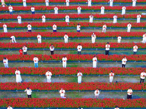 ภาพ No.280944:วันที่ 28 ธันวาคม พ.ศ.2568 กิจกรรมเก็บดอกแพงรวย ณ ทุ่งสวรรค์ตะวันฉาย วัดพระธรรมกาย