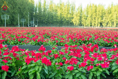 ภาพ No.279402:วันที่ 19-26 ธันวาคม พ.ศ. 2568 และ วันที่ 1 มกราคม พ.ศ.2569 รับบุญปลิดกลีบดอกไม้ เพื่อโปรยต้อนรับพระธรรมยาตรา