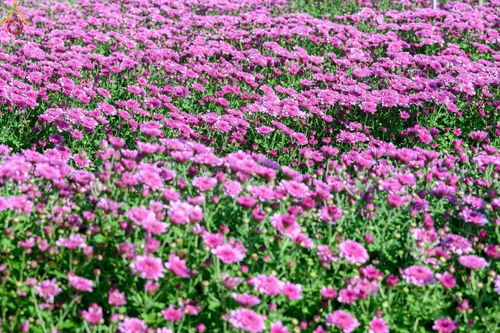 ภาพ No.66611:สาธุชนรับบุญตัดดอกทรัพย์บานชื่น ระหว่างวันที่ 9-10 ธันวาคม พ.ศ. 2565 ณ วัดพระธรรมกาย