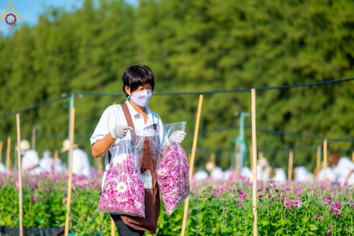 ภาพ No.66654:สาธุชนรับบุญตัดดอกทรัพย์บานชื่น ระหว่างวันที่ 9-10 ธันวาคม พ.ศ. 2565 ณ วัดพระธรรมกาย