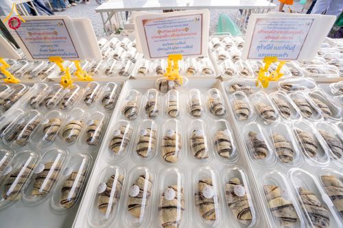 ภาพ No.301902:วันที่ 24 มกราคม พ.ศ. 2569 พิธีถวายภัตตาหารเป็นสังฆทาน แด่พระธรรมยาตรา ณ อนุสรณ์สถานบางปลา วัดบางปลา อำเภอบางเลน จังหวัดนครปฐม ในโครงการธรรมยาตรา กตัญญูบูชา มหาปูชนียาจารย์ พระมงคลเทพมุนี(สด จนฺทสโร) พระผู้ปราบมาร อนุสรณ์สถาน 7 แห่ง ปีที่ 14