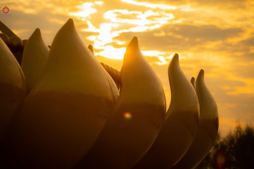 ภาพ No.302421:วันที่ 24 มกราคม พ.ศ. 2569 พิธีตักบาตรพระธรรมยาตรา ณ อนุสรณ์สถานลำดับที่ 5 สถานที่เผยแผ่วิชชาธรรมกายครั้งแรก อนุสรณ์สถานบางปลา วัดบางปลา อำเภอบางเลน จังหวัดนครปฐม ในโครงการธรรมยาตรา กตัญญูบูชา มหาปูชนียาจารย์ พระมงคลเทพมุนี(สด จนฺทสโร) พระผู้ปราบมาร อนุส