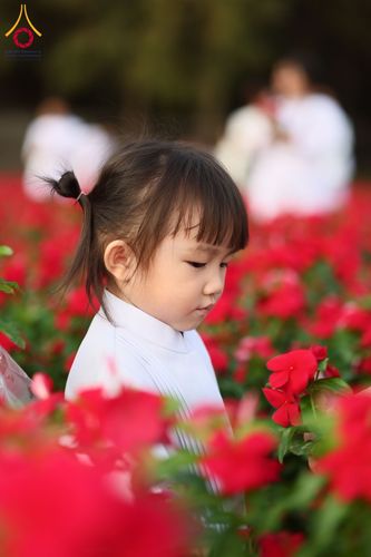 ภาพ No.185466:กิจกรรมเก็บดอกแพงรวย วันอาทิตย์ที่ 22 ธันวาคม พ.ศ. 2567 ณ ทุ่งสวรรค์ ตะวันฉาย วัดพระธรรมกาย