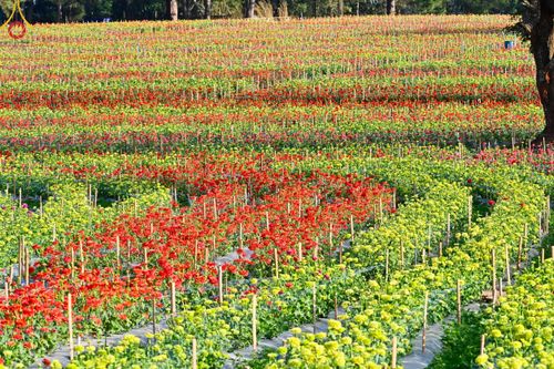 ภาพ No.104333:บรรยากาศ ทุ่งดอกทรัพย์บานชื่น ณ สวนพนาวัฒน์ อ.ฮอด จ.เชียงใหม่ ช่วงระหว่างวันที่ 20 - 25 ธันวาคม พ.ศ. 2566