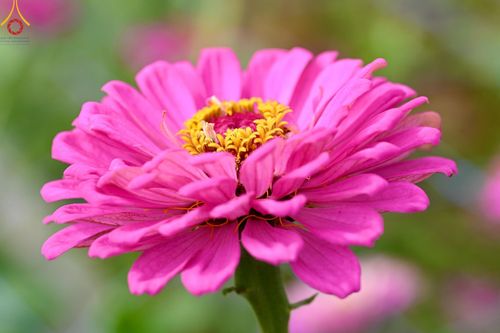 ภาพ No.188317:บรรยากาศ ทุ่งสวรรค์หรรษาพนาวัฒน์ ณ สวนพนาวัฒน์ อ.ฮอด จ.เชียงใหม่ เปิดให้เข้าชมฟรี ระหว่างวันที่ 28 ธันวาคม พ.ศ. 2567 ถึง วันที่ 3 มกราคม พ.ศ. 2568 เวลา 08.00-17.00 น.