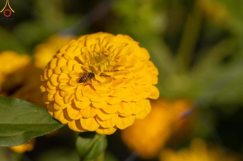 ภาพ No.188294:บรรยากาศ ทุ่งสวรรค์หรรษาพนาวัฒน์ ณ สวนพนาวัฒน์ อ.ฮอด จ.เชียงใหม่ เปิดให้เข้าชมฟรี ระหว่างวันที่ 28 ธันวาคม พ.ศ. 2567 ถึง วันที่ 3 มกราคม พ.ศ. 2568 เวลา 08.00-17.00 น.