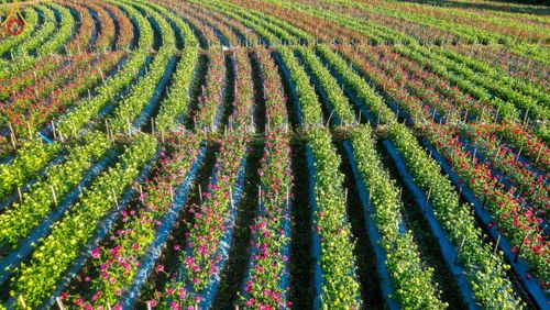 ภาพ No.104310:บรรยากาศ ทุ่งดอกทรัพย์บานชื่น ณ สวนพนาวัฒน์ อ.ฮอด จ.เชียงใหม่ ช่วงระหว่างวันที่ 20 - 25 ธันวาคม พ.ศ. 2566