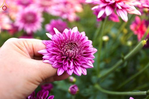 ภาพ No.102871:สาธุชนร่วมรับบุญเก็บดอกเบญจทรัพย์ ในวันที่ 19 ธันวาคม พ.ศ. 2566 (วันแรก) ณ บริเวณวัดพระธรรมกาย จ.ปทุมธานี