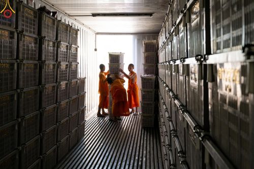 ภาพ No.187226:สาธุชน เจ้าหน้าที่ ร่วมบุญปลิดกลีบดอกไม้ เพื่อโปรยต้อนรับพระธรรมยาตรา ตั้งแต่วันที่ 26 ธันวาคม พ.ศ. 2567 ณ วิหารคด 31 วัดพระธรรมกาย