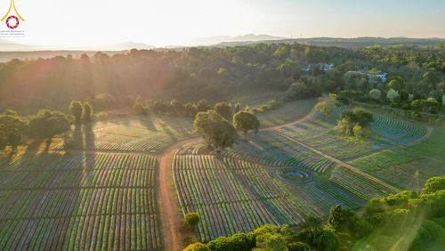 ภาพ No.104283:บรรยากาศ ทุ่งดอกทรัพย์บานชื่น ณ สวนพนาวัฒน์ อ.ฮอด จ.เชียงใหม่ ช่วงระหว่างวันที่ 20 - 25 ธันวาคม พ.ศ. 2566