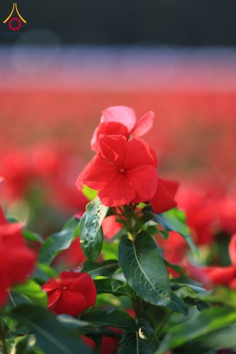 ภาพ No.185416:กิจกรรมเก็บดอกแพงรวย วันอาทิตย์ที่ 22 ธันวาคม พ.ศ. 2567 ณ ทุ่งสวรรค์ ตะวันฉาย วัดพระธรรมกาย