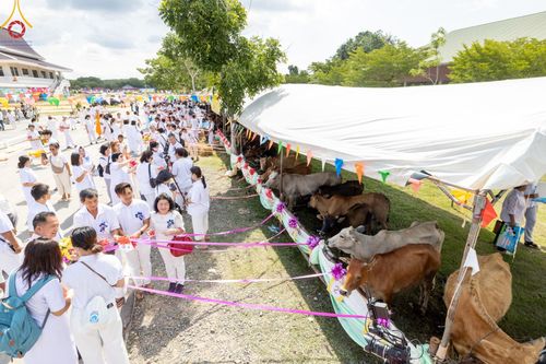 ภาพ No.148735:พิธีบุพเปตพลี, พิธีทอดผ้าป่า, พิธีไถ่ชีวิตโค 80 ตัว ให้ชีวิตสัตว์เป็นทาน ณ ศูนย์ปฎิบัติธรรมภาคใต้ อ.บางกล่ำ จ.สงขลา วันเสาร์ที่ 10 สิงหาคม พ.ศ. 2567