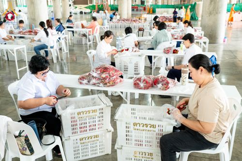 ภาพ No.279478:วันที่ 19-26 ธันวาคม พ.ศ. 2568 และ วันที่ 1 มกราคม พ.ศ.2569 รับบุญปลิดกลีบดอกไม้ เพื่อโปรยต้อนรับพระธรรมยาตรา