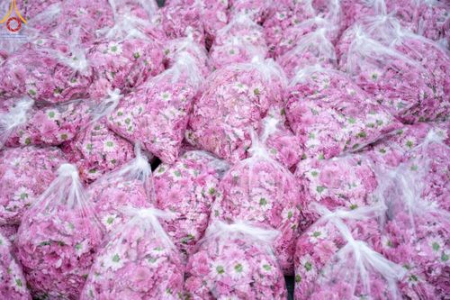 ภาพ No.104076:สาธุชนร่วมรับบุญเก็บดอกเบญจทรัพย์ ในวันอาทิตย์ที่ 24 ธันวาคม พ.ศ. 2566 ณ ทุ่งสวรรค์ตะวันฉาย บริเวณวัดพระธรรมกาย จ.ปทุมธานี