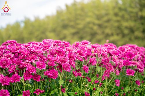 ภาพ No.285345:วันพุธที่ 10 ธันวาคม พ.ศ.2568  การเตรียมความพร้อมในโครงการธรรมยาตรา กตัญญูบูชา มหาปูชนียาจารย์ พระมงคลเทพมุนี(สด จนฺทสโร) พระผู้ปราบมาร อนุสรณ์สถาน 7 แห่ง ปีที่ 14 เก็บดอกเบญจทรัพย์ ณ วัดพระธรรมกาย