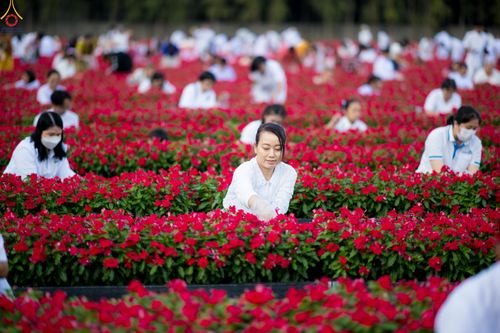 ภาพ No.280990:วันที่ 28 ธันวาคม พ.ศ.2568 กิจกรรมเก็บดอกแพงรวย ณ ทุ่งสวรรค์ตะวันฉาย วัดพระธรรมกาย