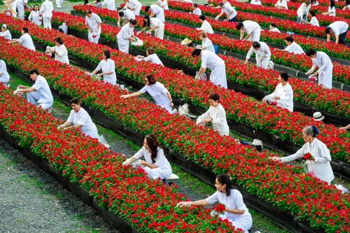 ภาพ No.280986:วันที่ 28 ธันวาคม พ.ศ.2568 กิจกรรมเก็บดอกแพงรวย ณ ทุ่งสวรรค์ตะวันฉาย วัดพระธรรมกาย