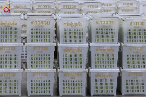 ภาพ No.303289:วันที่ 15-21 มกราคม พ.ศ.2569 ปลิดกลีบดอกเบญจทรัพย์ เพื่อโปรยต้อนรับพระธรรมยาตรา ในโครงการธรรมยาตรา กตัญญูบูชา มหาปูชนียาจารย์ พระมงคลเทพมุนี(สด จนฺทสโร) พระผู้ปราบมาร อนุสรณ์สถาน 7 แห่ง ปีที่ 14 ณ วิหารคด วัดพระธรรมกาย