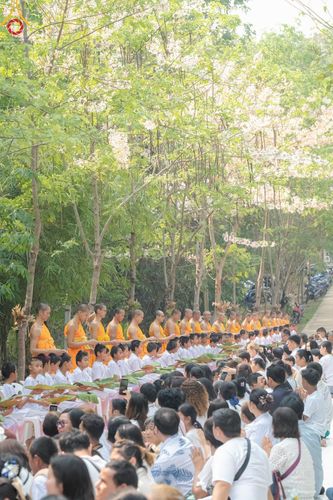 ภาพ No.135058: พิธีบรรพชาสามเณร  พิธีตักบาตรฉลองสามเณรใหม่ วันที่ 1 เมษายน พ.ศ.2567 ในโครงการบรรพชาสามเณรฟื้นฟูพระพุทธศาสนาทั่วไทย ณ ศูนย์ปฏิบัติธรรมแก้วเมืองเลย