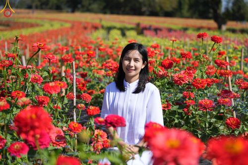 ภาพ No.104341:บรรยากาศ ทุ่งดอกทรัพย์บานชื่น ณ สวนพนาวัฒน์ อ.ฮอด จ.เชียงใหม่ ช่วงระหว่างวันที่ 20 - 25 ธันวาคม พ.ศ. 2566