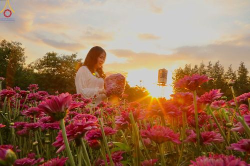 ภาพ No.102929:สาธุชนร่วมรับบุญเก็บดอกเบญจทรัพย์ ในวันที่ 19 ธันวาคม พ.ศ. 2566 (วันแรก) ณ บริเวณวัดพระธรรมกาย จ.ปทุมธานี