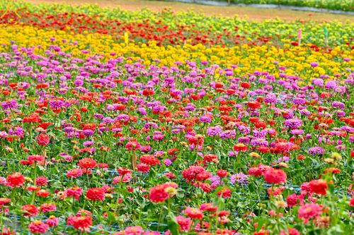 ภาพ No.188325:บรรยากาศ ทุ่งสวรรค์หรรษาพนาวัฒน์ ณ สวนพนาวัฒน์ อ.ฮอด จ.เชียงใหม่ เปิดให้เข้าชมฟรี ระหว่างวันที่ 28 ธันวาคม พ.ศ. 2567 ถึง วันที่ 3 มกราคม พ.ศ. 2568 เวลา 08.00-17.00 น.