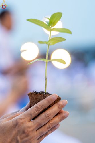 ภาพ No.90211:พิธีปลูกทรัพย์บานชื่น  เนื่องใน 139 ปี วันคล้ายวันเกิดด้วยรูปกายเนื้อ พระมงคลเทพมุนี (สด จนฺทสโร) พระผู้ปราบมาร วันอังคารที่ 10 ตุลาคม พ.ศ. 2566 ณ วัดพระธรรมกาย จ.ปทุมธานี