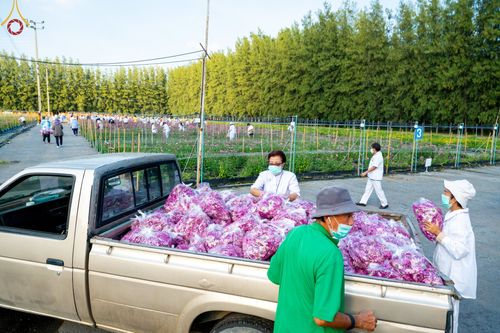 ภาพ No.66659:สาธุชนรับบุญตัดดอกทรัพย์บานชื่น ระหว่างวันที่ 9-10 ธันวาคม พ.ศ. 2565 ณ วัดพระธรรมกาย