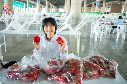 ภาพ No.279471:วันที่ 19-26 ธันวาคม พ.ศ. 2568 และ วันที่ 1 มกราคม พ.ศ.2569 รับบุญปลิดกลีบดอกไม้ เพื่อโปรยต้อนรับพระธรรมยาตรา