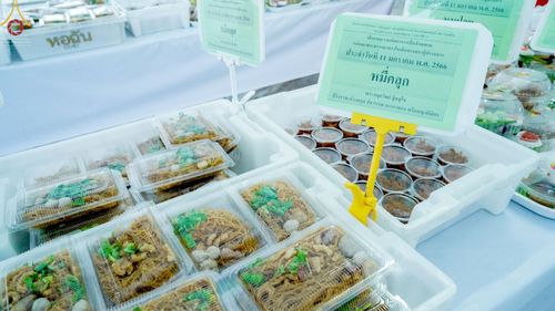 ภาพ No.70086:พิธีถวายภัตตาหารเป็นสังฆทาน แด่คณะพระธรรมยาตราฯ ในโครงการธรรมยาตราฯ ปีที่ 11 ณ อนุสรณ์สถานคลองบางนางแท่น อ.สามพราน จ.นครปฐม วันที่ 11 มกราคม พ.ศ. 2566