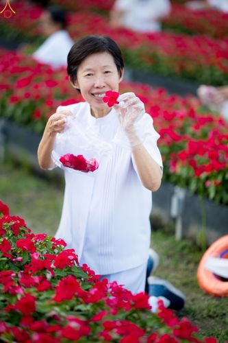 ภาพ No.281018:วันที่ 28 ธันวาคม พ.ศ.2568 กิจกรรมเก็บดอกแพงรวย ณ ทุ่งสวรรค์ตะวันฉาย วัดพระธรรมกาย