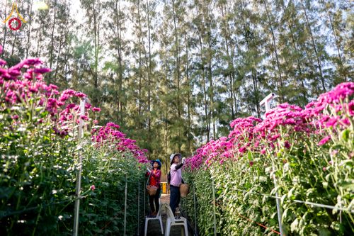 ภาพ No.285323:วันพุธที่ 10 ธันวาคม พ.ศ.2568  การเตรียมความพร้อมในโครงการธรรมยาตรา กตัญญูบูชา มหาปูชนียาจารย์ พระมงคลเทพมุนี(สด จนฺทสโร) พระผู้ปราบมาร อนุสรณ์สถาน 7 แห่ง ปีที่ 14 เก็บดอกเบญจทรัพย์ ณ วัดพระธรรมกาย