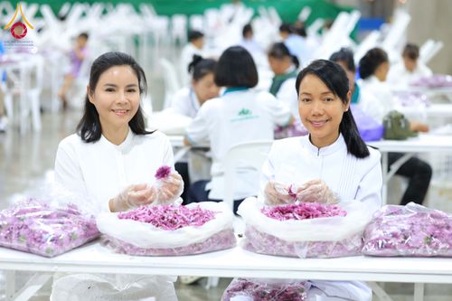 ภาพ No.303255:วันที่ 15-21 มกราคม พ.ศ.2569 ปลิดกลีบดอกเบญจทรัพย์ เพื่อโปรยต้อนรับพระธรรมยาตรา ในโครงการธรรมยาตรา กตัญญูบูชา มหาปูชนียาจารย์ พระมงคลเทพมุนี(สด จนฺทสโร) พระผู้ปราบมาร อนุสรณ์สถาน 7 แห่ง ปีที่ 14 ณ วิหารคด วัดพระธรรมกาย