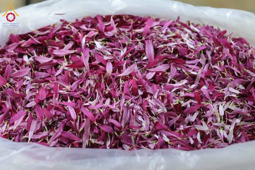 ภาพ No.303293:วันที่ 15-21 มกราคม พ.ศ.2569 ปลิดกลีบดอกเบญจทรัพย์ เพื่อโปรยต้อนรับพระธรรมยาตรา ในโครงการธรรมยาตรา กตัญญูบูชา มหาปูชนียาจารย์ พระมงคลเทพมุนี(สด จนฺทสโร) พระผู้ปราบมาร อนุสรณ์สถาน 7 แห่ง ปีที่ 14 ณ วิหารคด วัดพระธรรมกาย