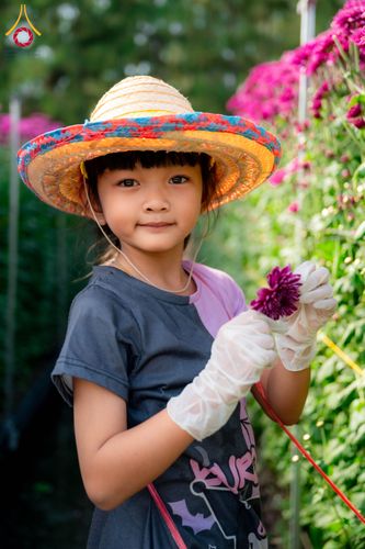 ภาพ No.285338:วันพุธที่ 10 ธันวาคม พ.ศ.2568  การเตรียมความพร้อมในโครงการธรรมยาตรา กตัญญูบูชา มหาปูชนียาจารย์ พระมงคลเทพมุนี(สด จนฺทสโร) พระผู้ปราบมาร อนุสรณ์สถาน 7 แห่ง ปีที่ 14 เก็บดอกเบญจทรัพย์ ณ วัดพระธรรมกาย