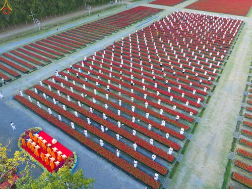 ภาพ No.280947:วันที่ 28 ธันวาคม พ.ศ.2568 กิจกรรมเก็บดอกแพงรวย ณ ทุ่งสวรรค์ตะวันฉาย วัดพระธรรมกาย