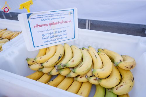 ภาพ No.288342:วันที่ 5 มกราคม พ.ศ. 2569 พิธีถวายภัตตาหารเป็นสังฆทาน แด่พระธรรมยาตรา ในโครงการธรรมยาตรา กตัญญูบูชา มหาปูชนียาจารย์ พระมงคลเทพมุนี(สด จนฺทสโร) พระผู้ปราบมาร อนุสรณ์สถาน 7 แห่ง ปีที่ 14 ณ อนุสรณ์สถานมหาวิหารพระมงคลเทพมุนี (โลตัสแลนด์) อ.สองพี่น้อง จ.สุพรร