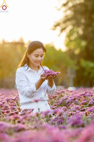 ภาพ No.102919:สาธุชนร่วมรับบุญเก็บดอกเบญจทรัพย์ ในวันที่ 19 ธันวาคม พ.ศ. 2566 (วันแรก) ณ บริเวณวัดพระธรรมกาย จ.ปทุมธานี