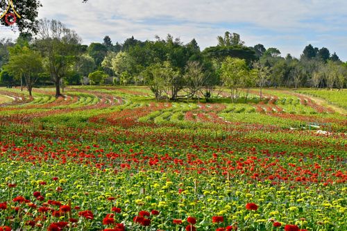ภาพ No.104331:บรรยากาศ ทุ่งดอกทรัพย์บานชื่น ณ สวนพนาวัฒน์ อ.ฮอด จ.เชียงใหม่ ช่วงระหว่างวันที่ 20 - 25 ธันวาคม พ.ศ. 2566